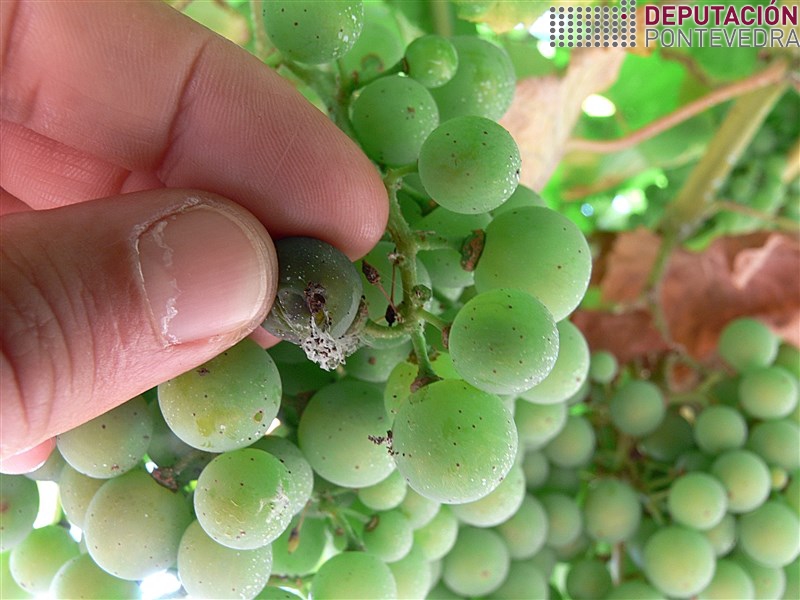 Polilla del Racimo - Grapevine moth - Couza do acio >> Orificio de penetracion en uva albariño.jpg
